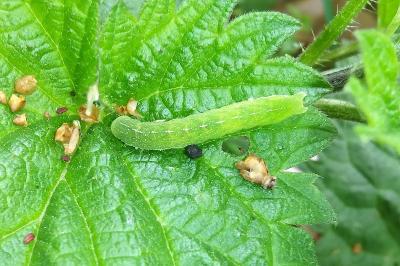 Phlogophora meticulosa