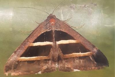 Grammodes bifasciata