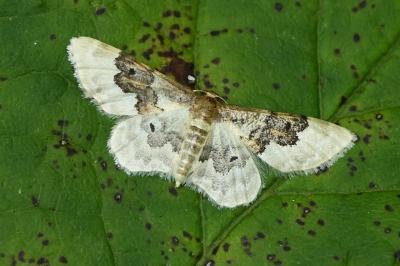 Idaea rusticata