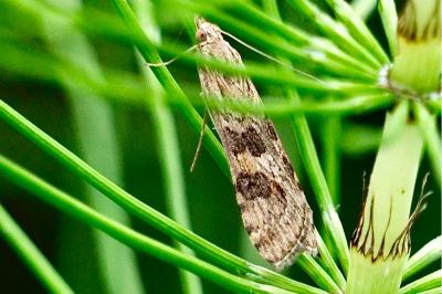 Nomophila noctuella