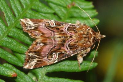 Callopistria juventina