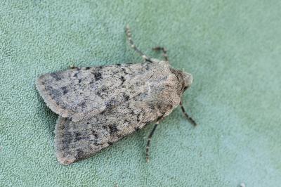 Epipsilia latens