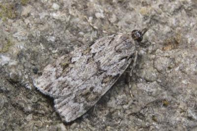 Scoparia basistrigalis