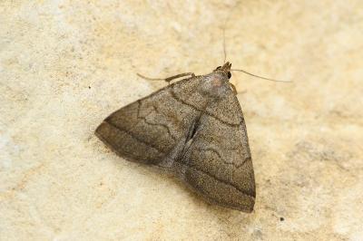 Herminia tarsicrinalis