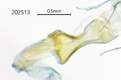Scoparia basistrigalis