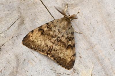 Lymantria dispar