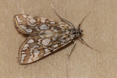 Elophila nymphaeata