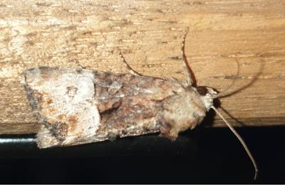 Mesoligia furuncula