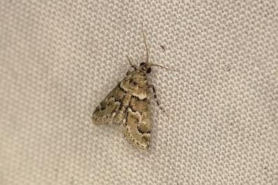 Hypotia muscosalis