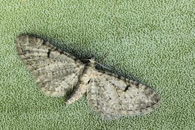 Eupithecia extraversaria