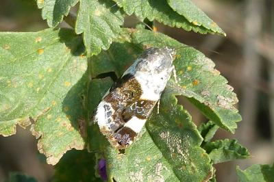 Acontia lucida