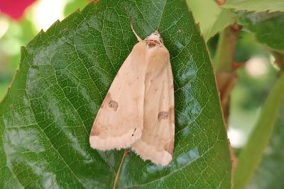 Heliothis peltigera