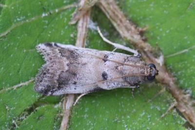 Acrobasis fallouella