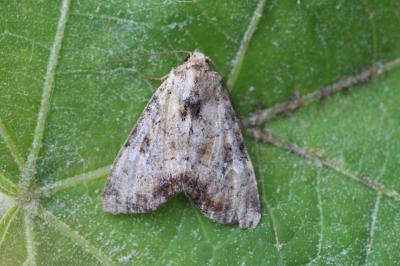 Apamea scolopacina