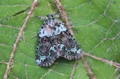 Cryphia algae