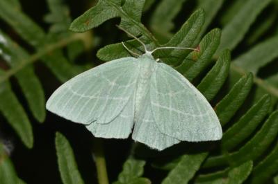 Hemistola chrysoprasaria