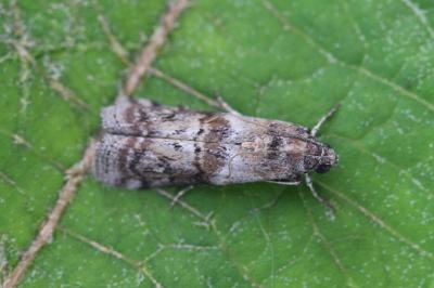 Phycita roborella