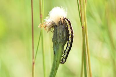 Cucullia lucifuga