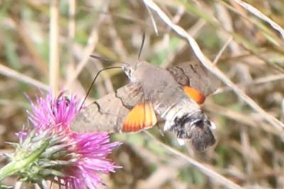 Macroglossum stellatarum