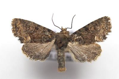 Oligia versicolor