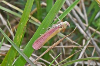 Oncocera semirubella
