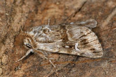 Calophasia lunula