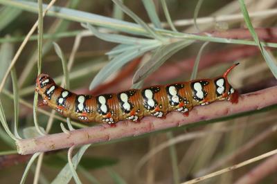 Hyles euphorbiae