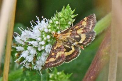 Pyrausta purpuralis