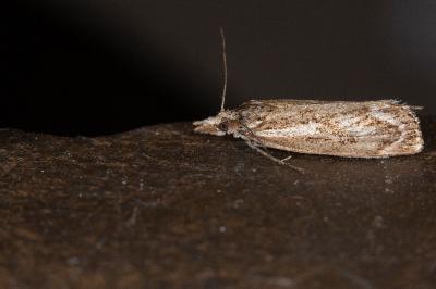 Catoptria luctiferella