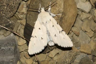 Acronicta leporina
