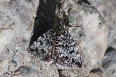 Orenaia alpestralis alpestralis