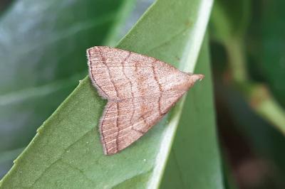 Herminia tarsicrinalis