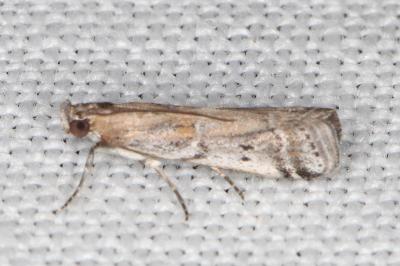 Pempeliella sororiella