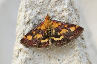 Pyrausta purpuralis