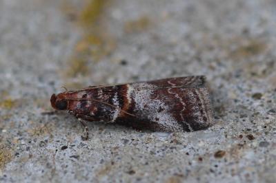 Acrobasis advenella