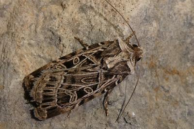 Chersotis anatolica