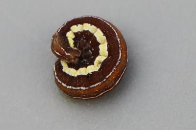 Chloantha hyperici