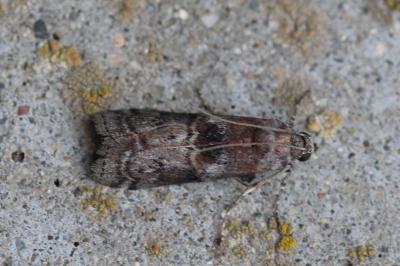 Phycita roborella