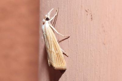 Xanthocrambus delicatellus
