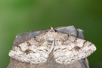 Alcis repandata