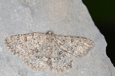 Charissa obscurata obscurata