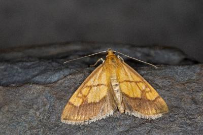 Evergestis limbata