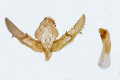 Xestia stigmatica