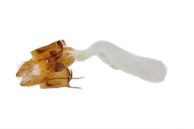 Chersotis andereggii