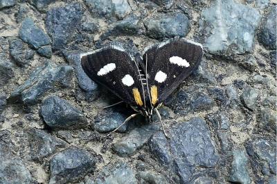 Anania funebris