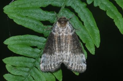 Tetheella fluctuosa