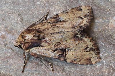 Apamea epomidion
