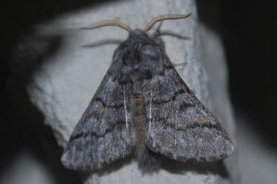 Thaumetopoea pinivora