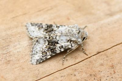 Hecatera bicolorata
