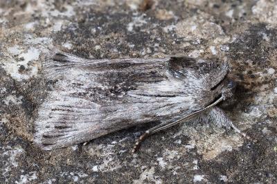 Calophasia platyptera